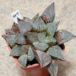 804 Haworthia splendens x 'Kegazato' x 'Yulia'