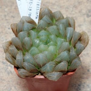 807 Haworthia cooperi v.dielsiana x obtusa вік 8 років