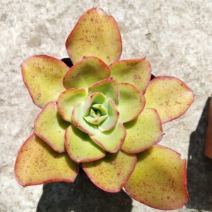 Echeveria Soil Veile