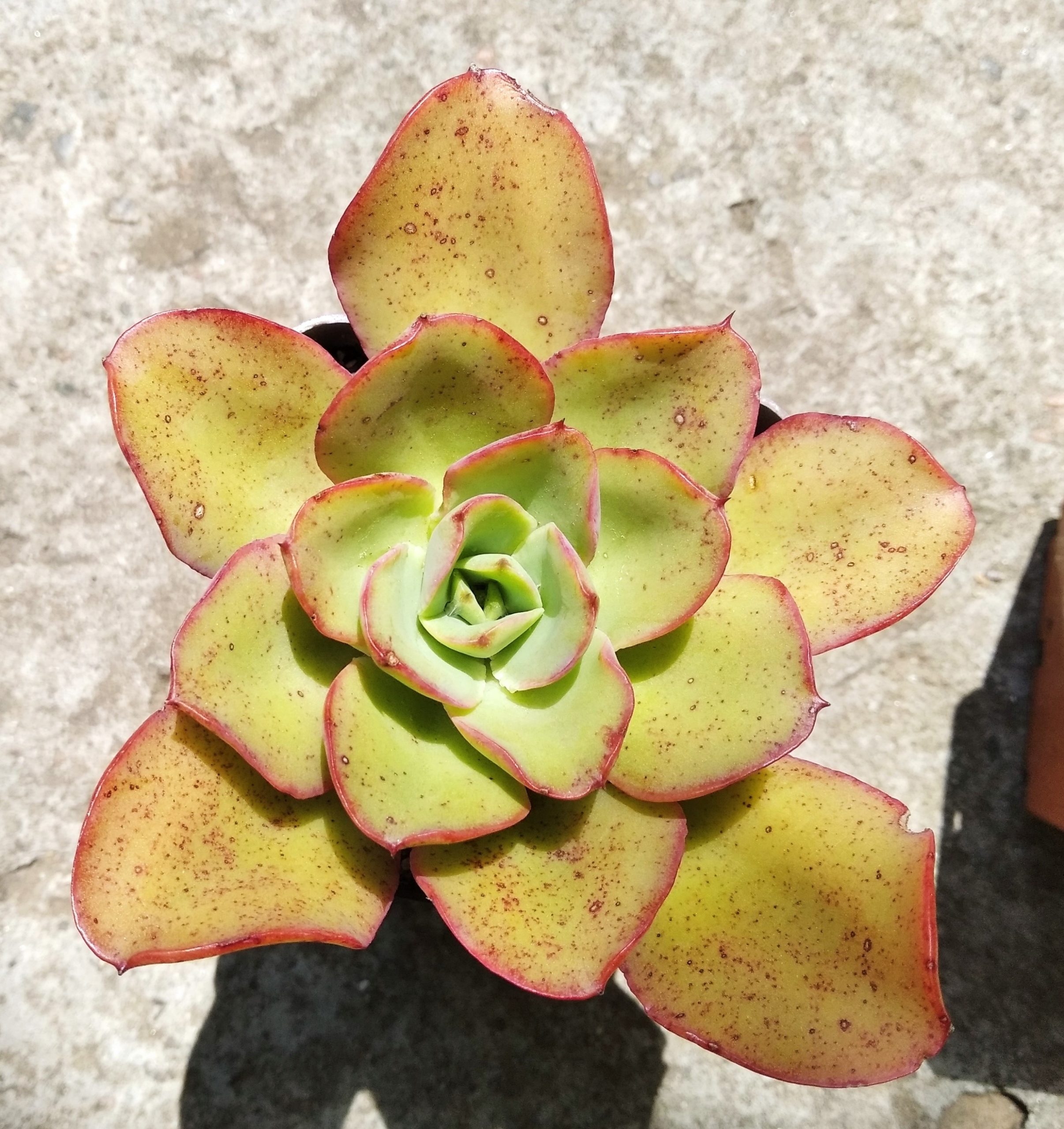 Echeveria Soil Veile