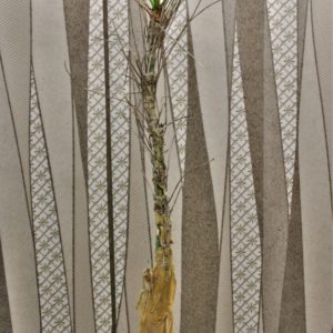 Commiphora-longipedicelata-PV-2704.-Keniа