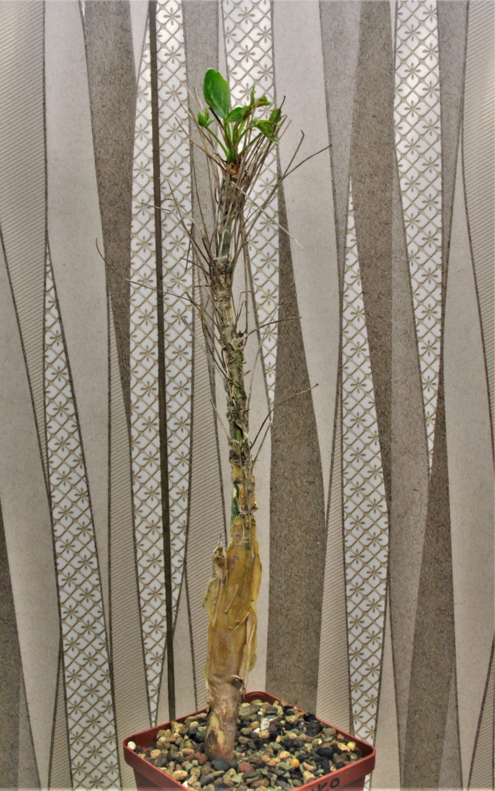 Commiphora-longipedicelata-PV-2704.-Keniа