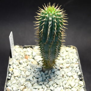 Hoodia parviflora (Koehres)