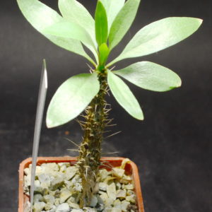 Fouquieria diguetii, Baja California Sur (Piltz)