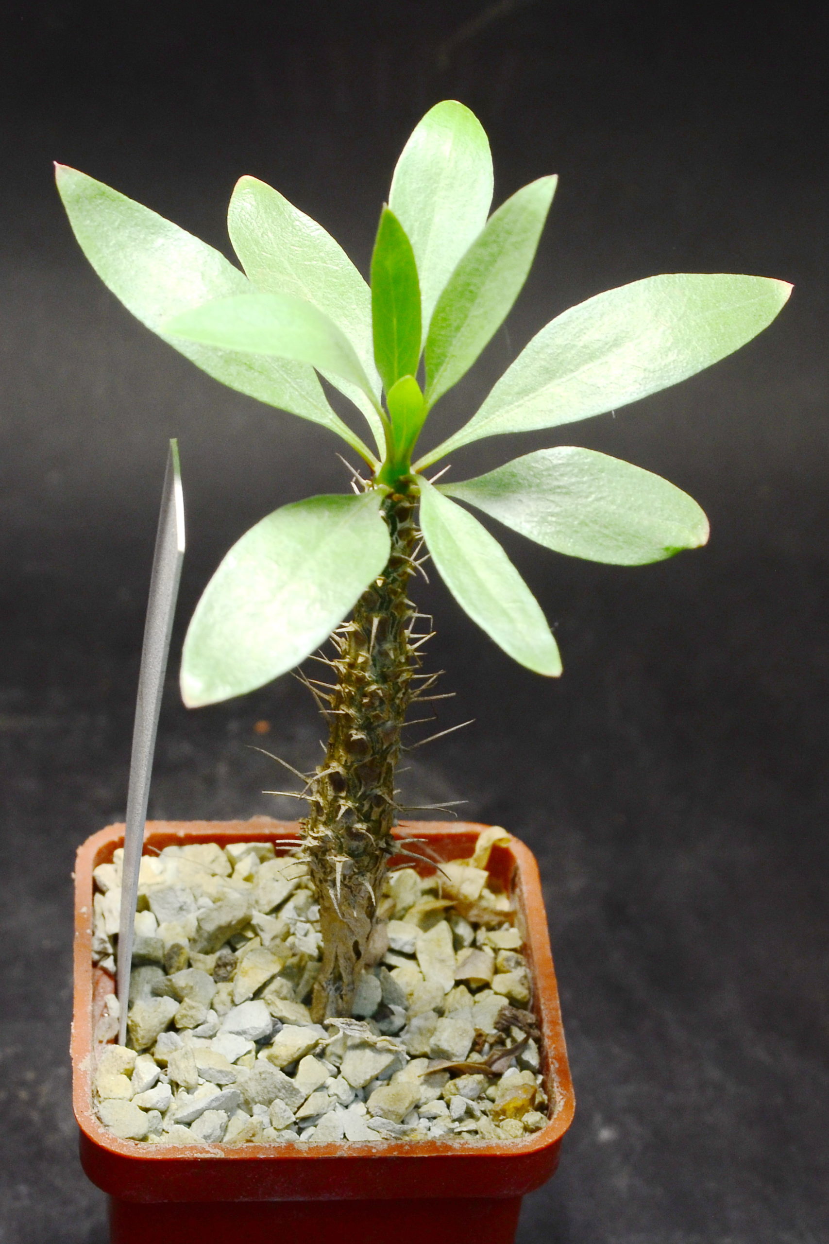 Fouquieria diguetii, Baja California Sur (Piltz)