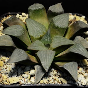 Haworthia breueri GM 449, ex. A.L. X Haworthia bayeri «laeta » GM 573, De Rust, ex AL