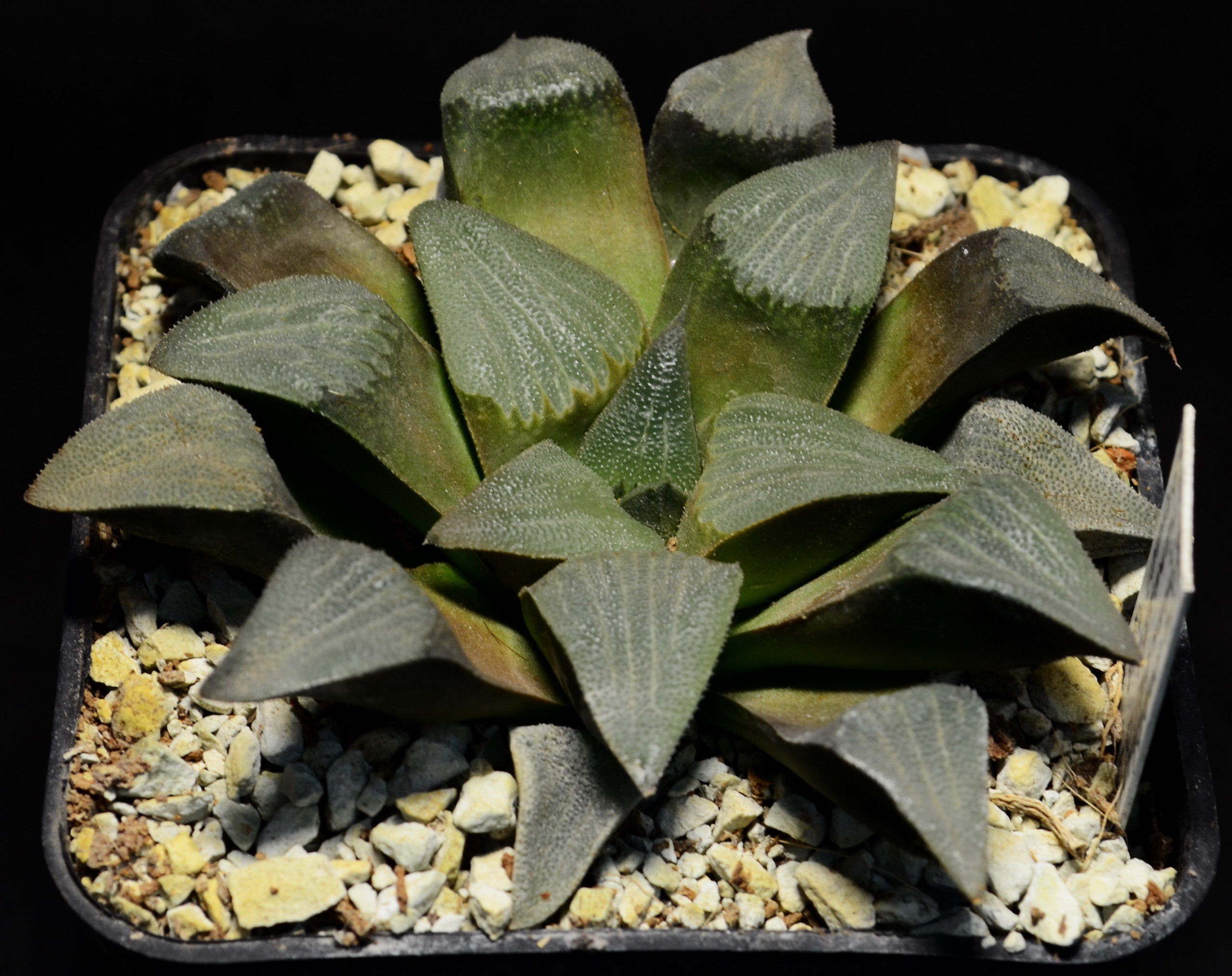 Haworthia breueri GM 449, ex. A.L. X Haworthia bayeri «laeta » GM 573, De Rust, ex AL