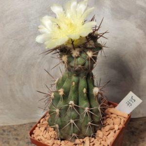 7345 Copiapoa sp.