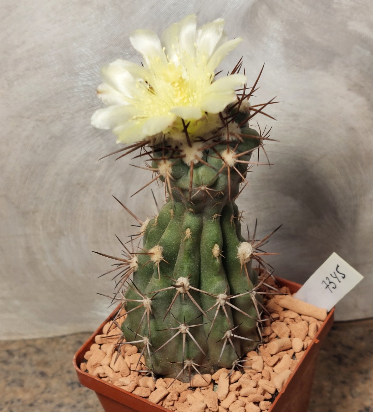 7345 Copiapoa sp.