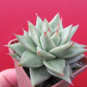 Echeveria  agavoides Aguamarin
