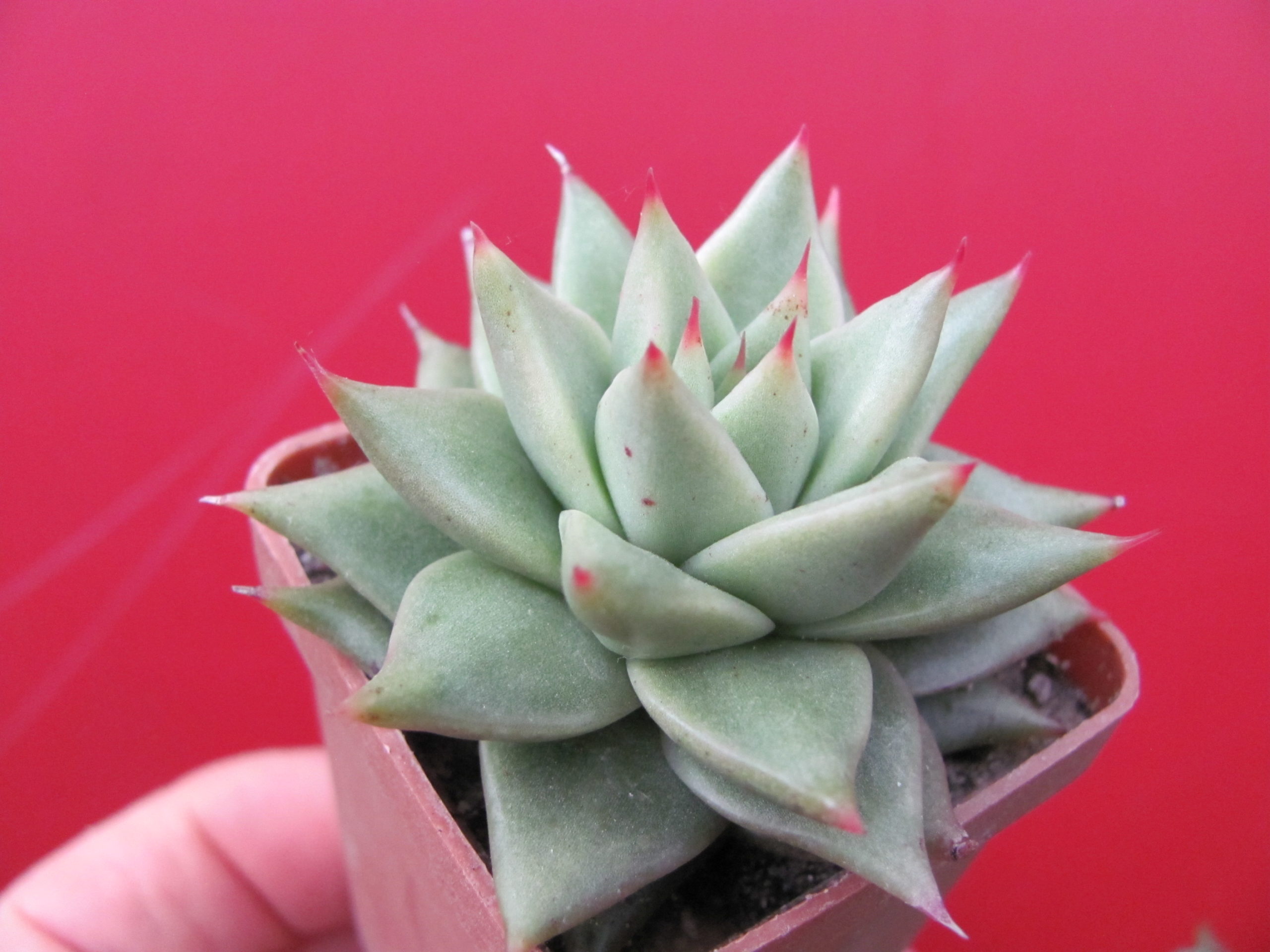 Echeveria  agavoides Aguamarin