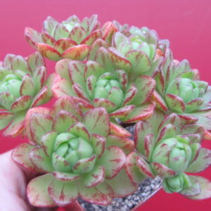 Aeonium   sedifolium  hybr.