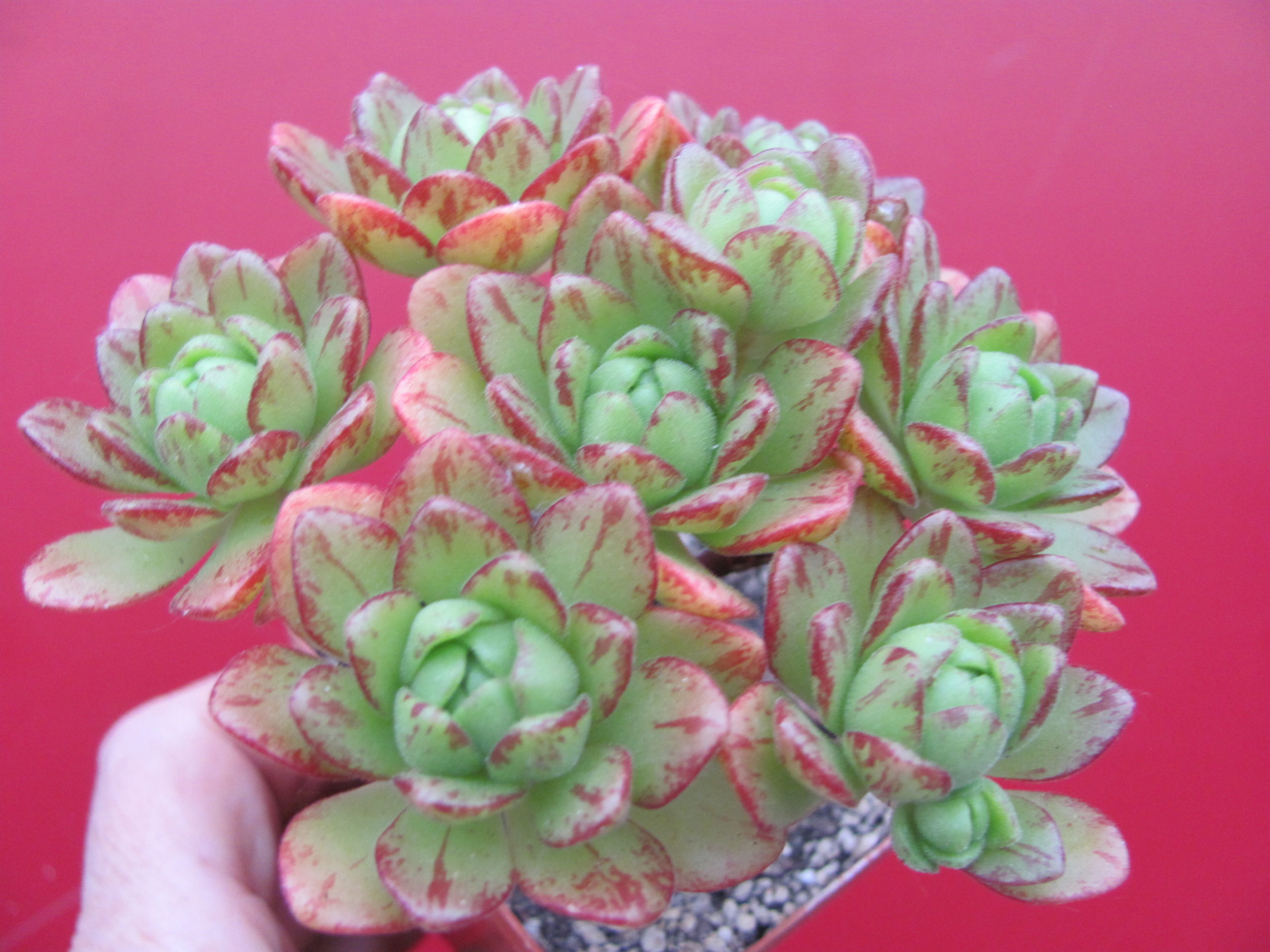 Aeonium sedifolium hybr.