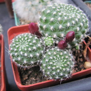 Rebutia  krainziana
