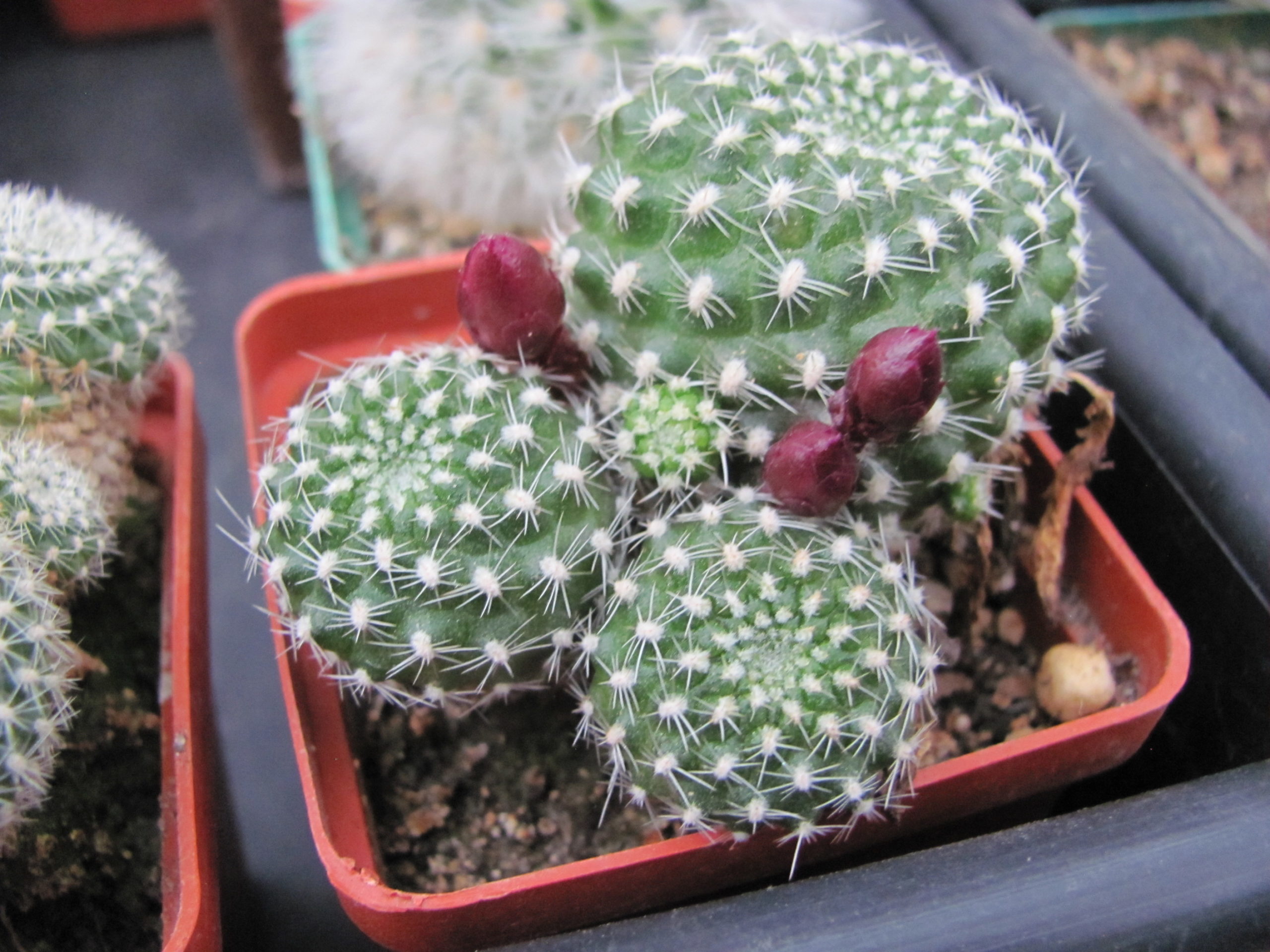 Rebutia krainziana