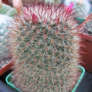 Mammillaria   spinosissima