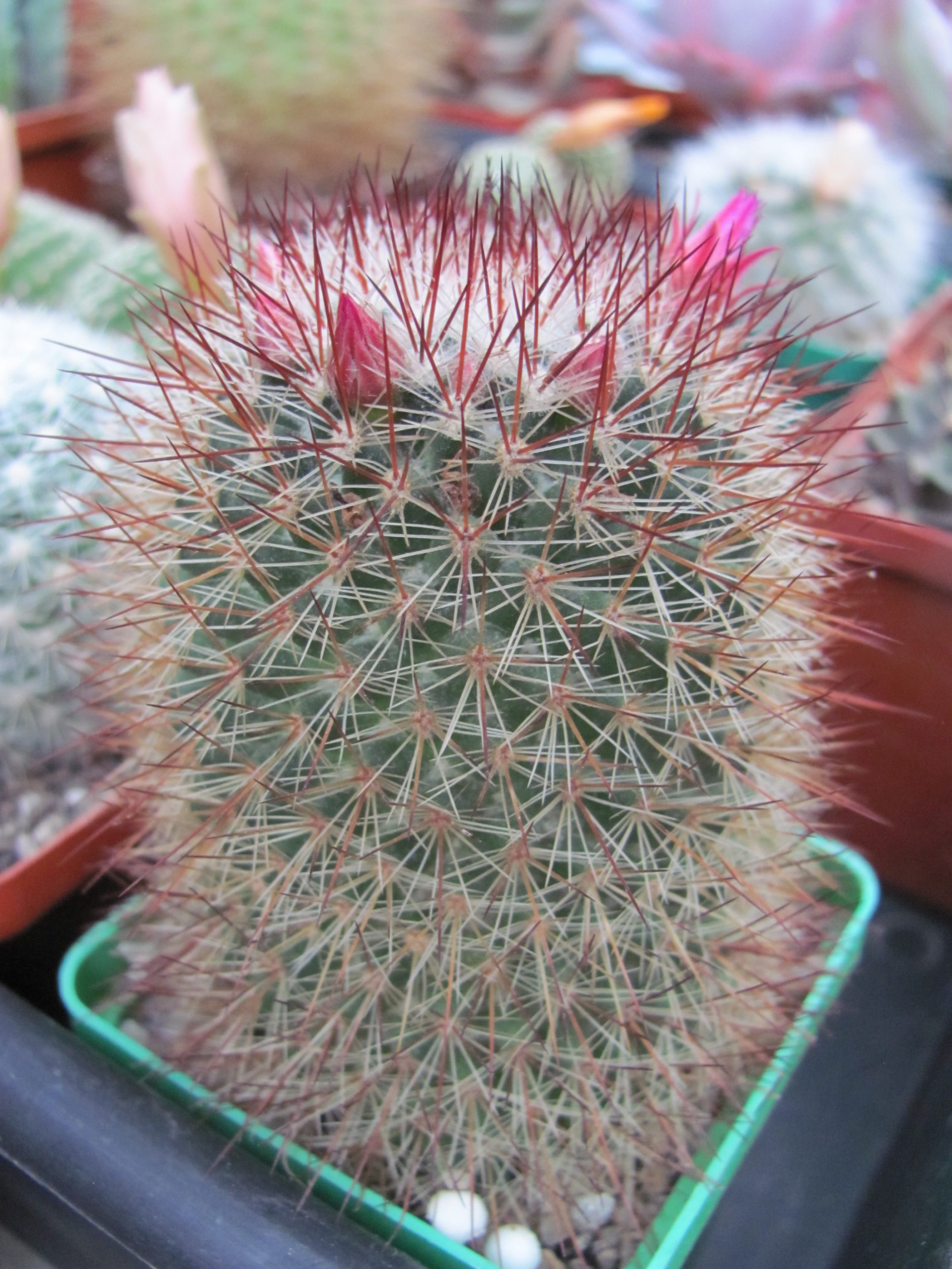Mammillaria spinosissima