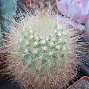 Parodia penicillata  nivosa