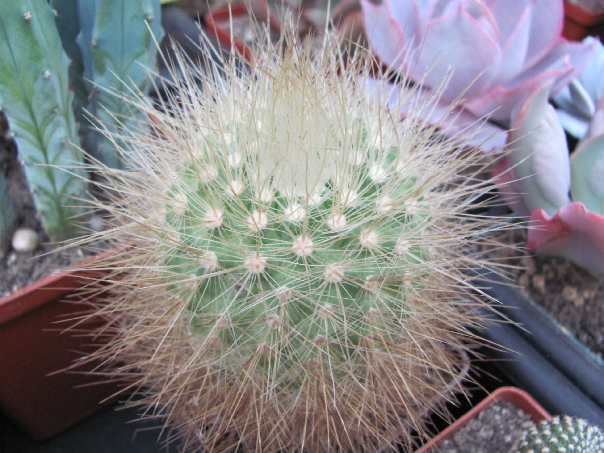 Parodia penicillata  nivosa