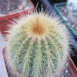 Eriocactus    warasii