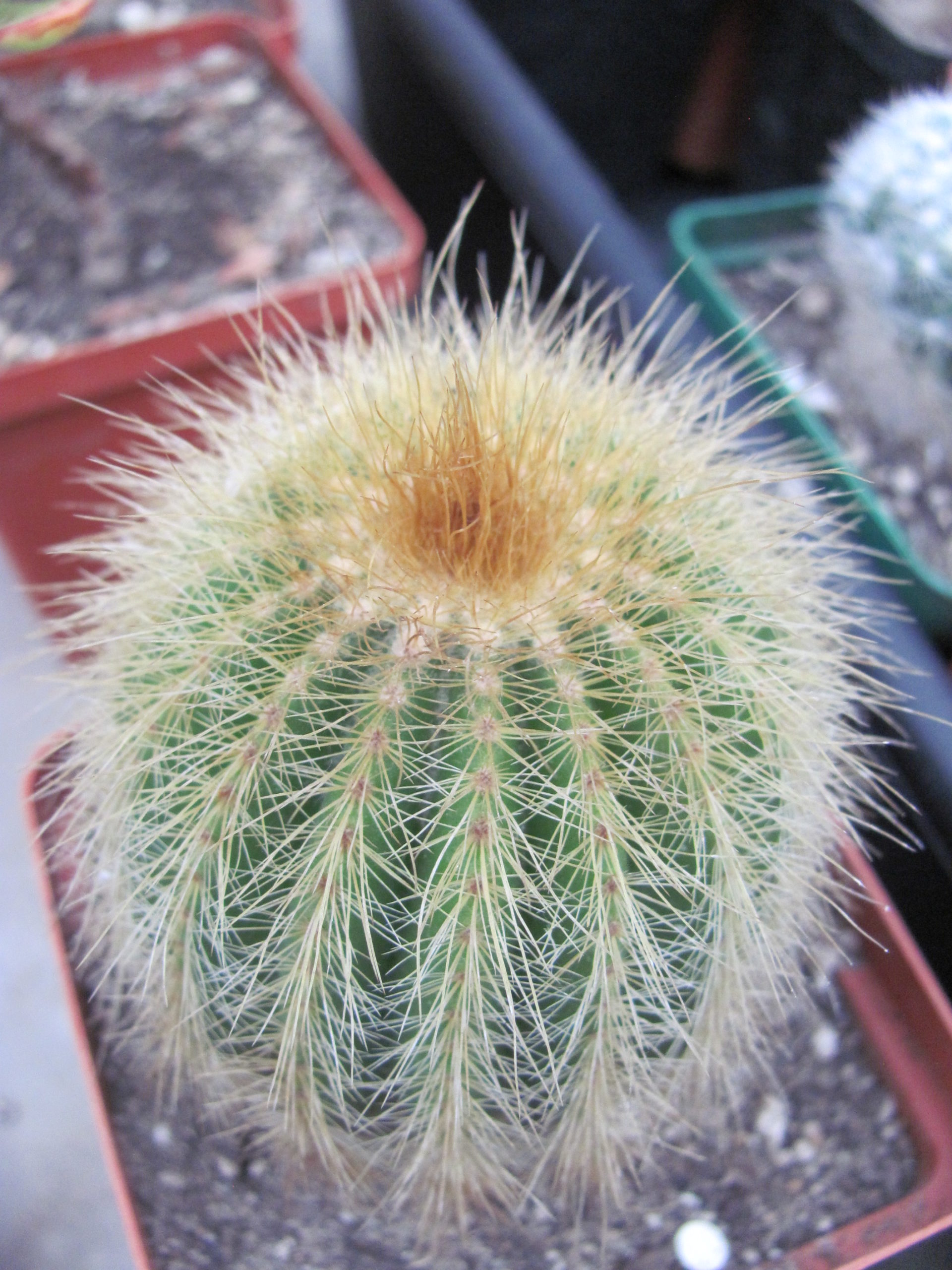 Eriocactus    warasii