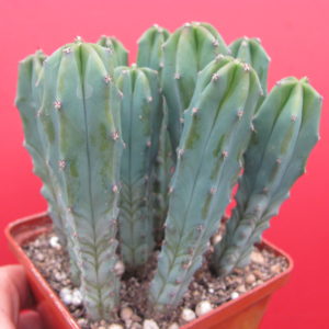 Myrtillocactus   geometrizans   10 разом  по  75 гр