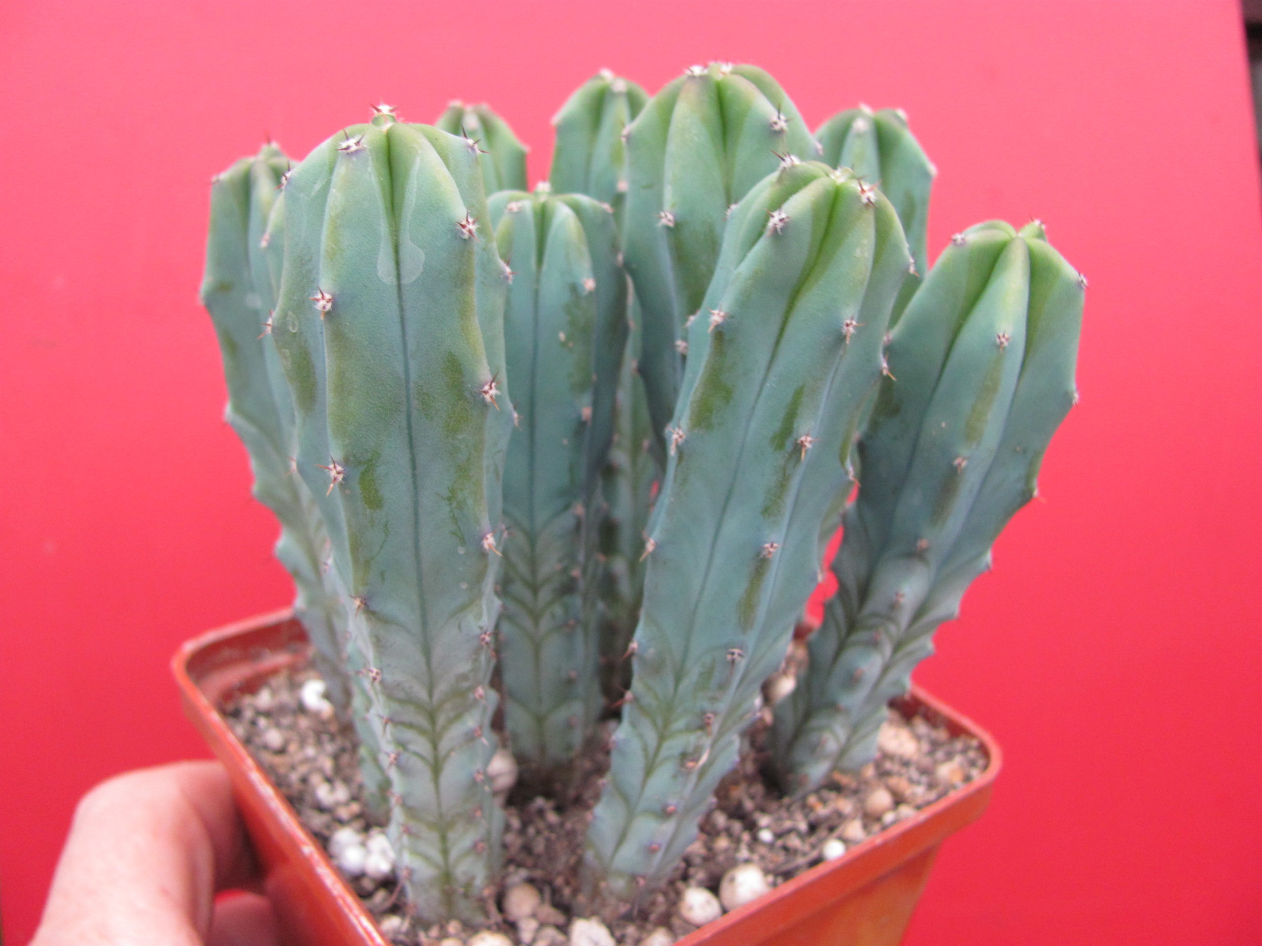 Myrtillocactus geometrizans 10 разом по 75 гр