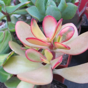 Crassula