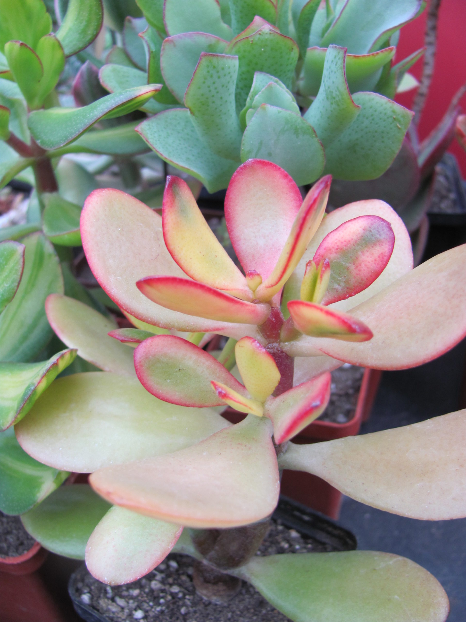 Crassula