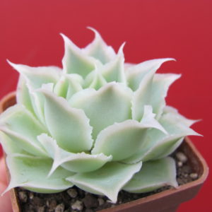 Echeveria    Laguna  Sanchez