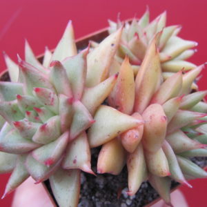 Echeveria   agavoides  Aguamarin