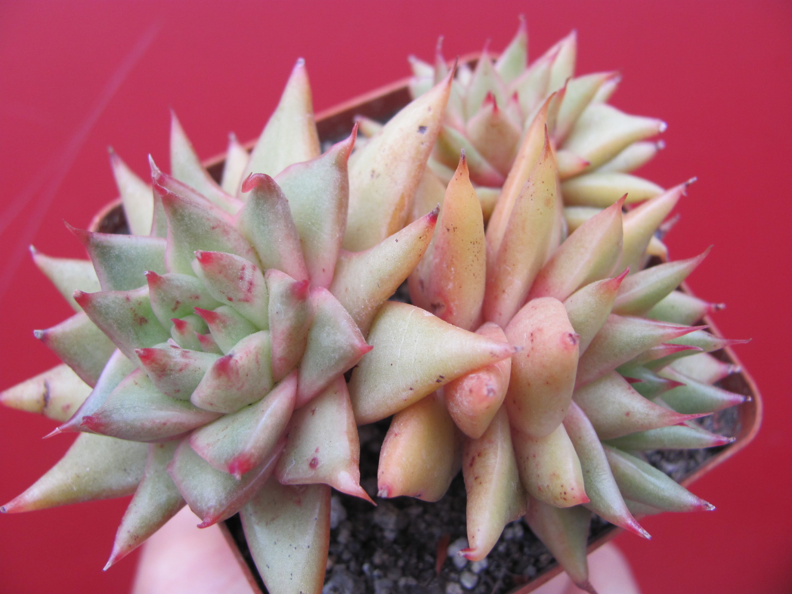 Echeveria   agavoides  Aguamarin
