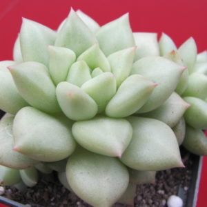 Echeveria   Van Keppel