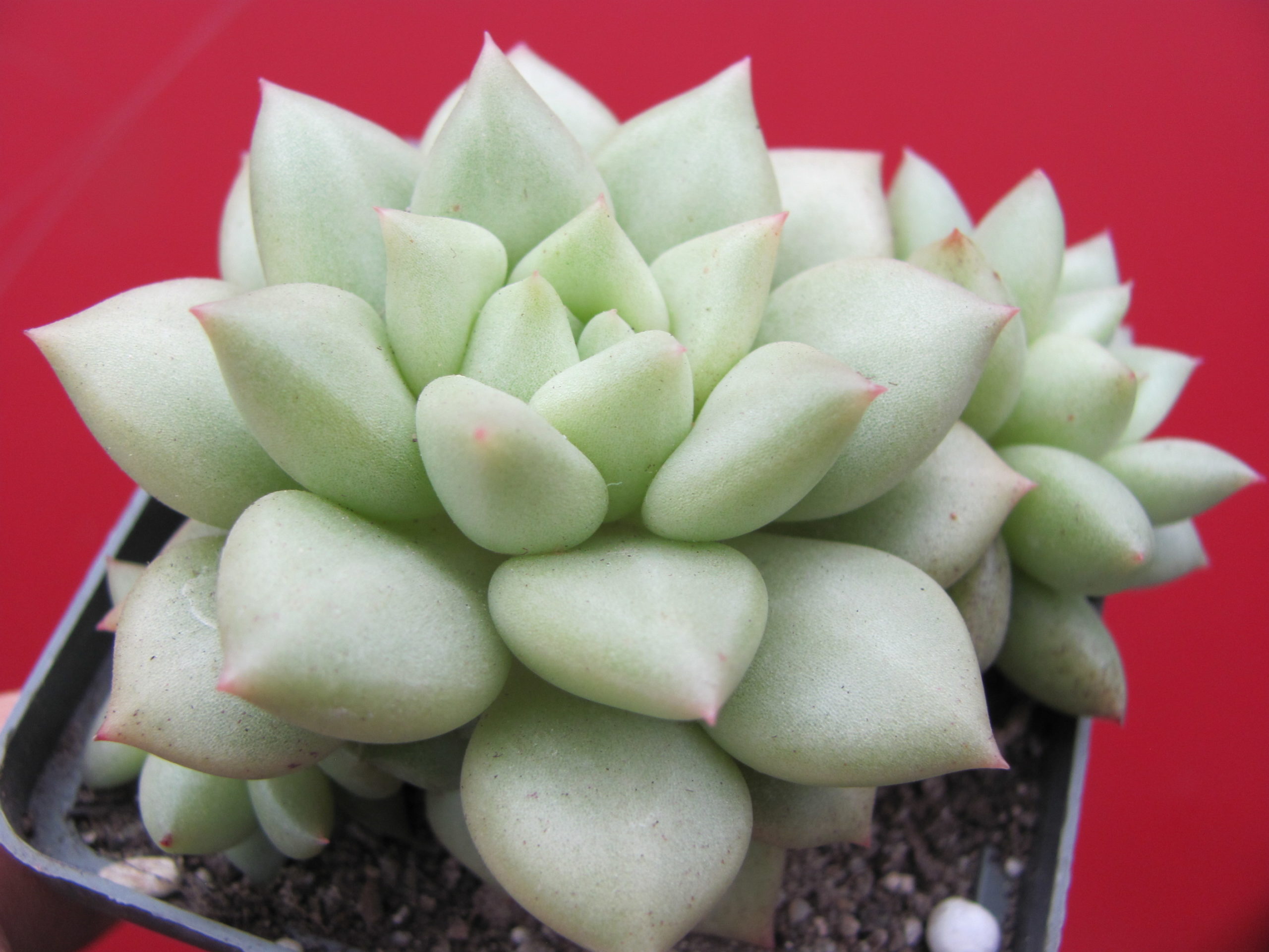 Echeveria   Van Keppel