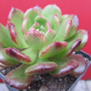 Echeveria  Fantasia  Carol