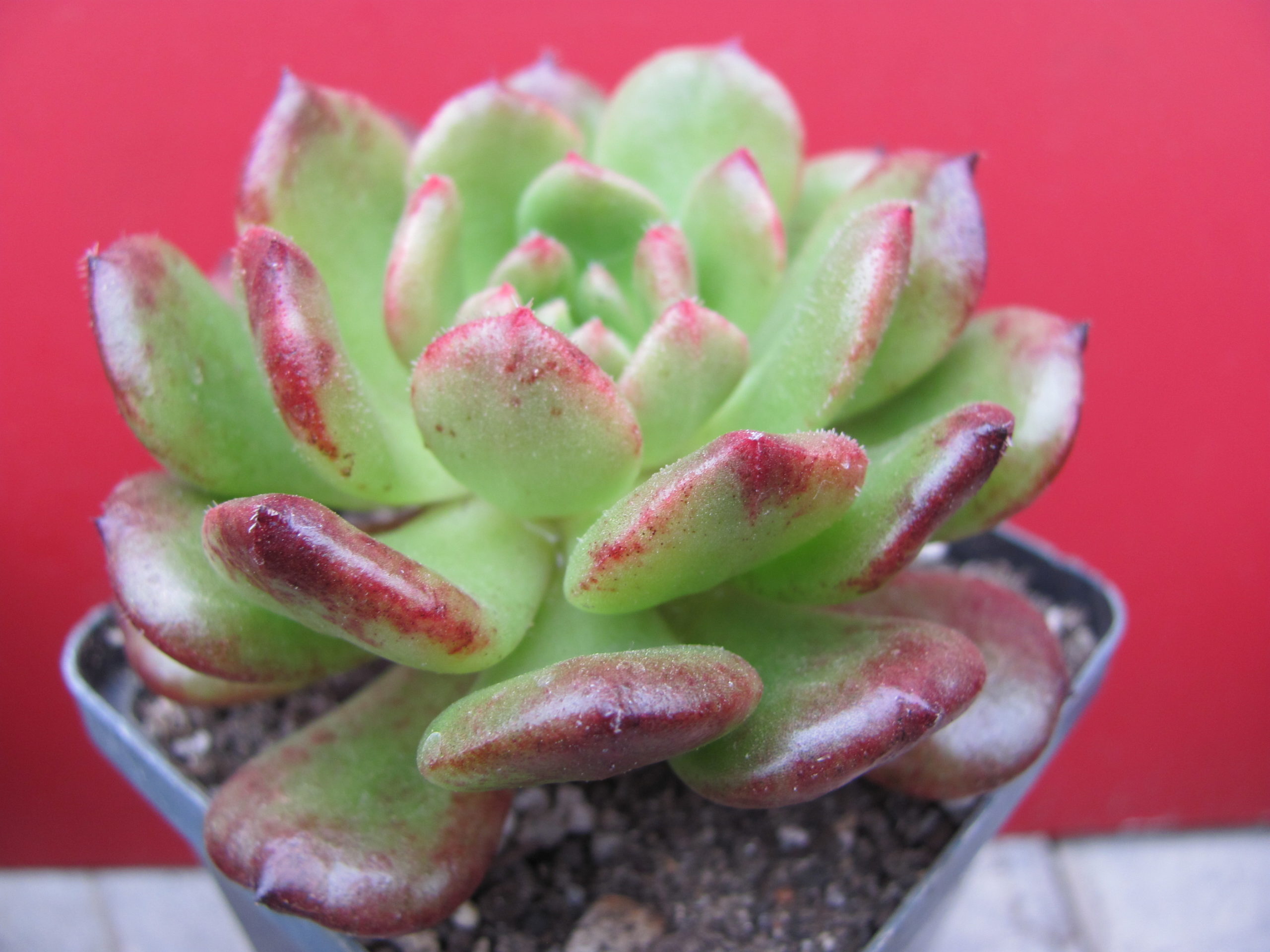 Echeveria  Fantasia  Carol