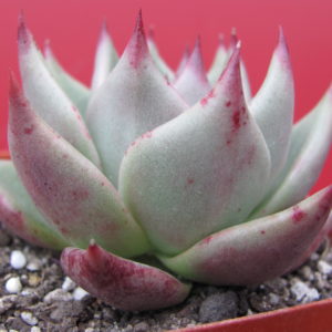 Echeveria  Romeo x Rubin