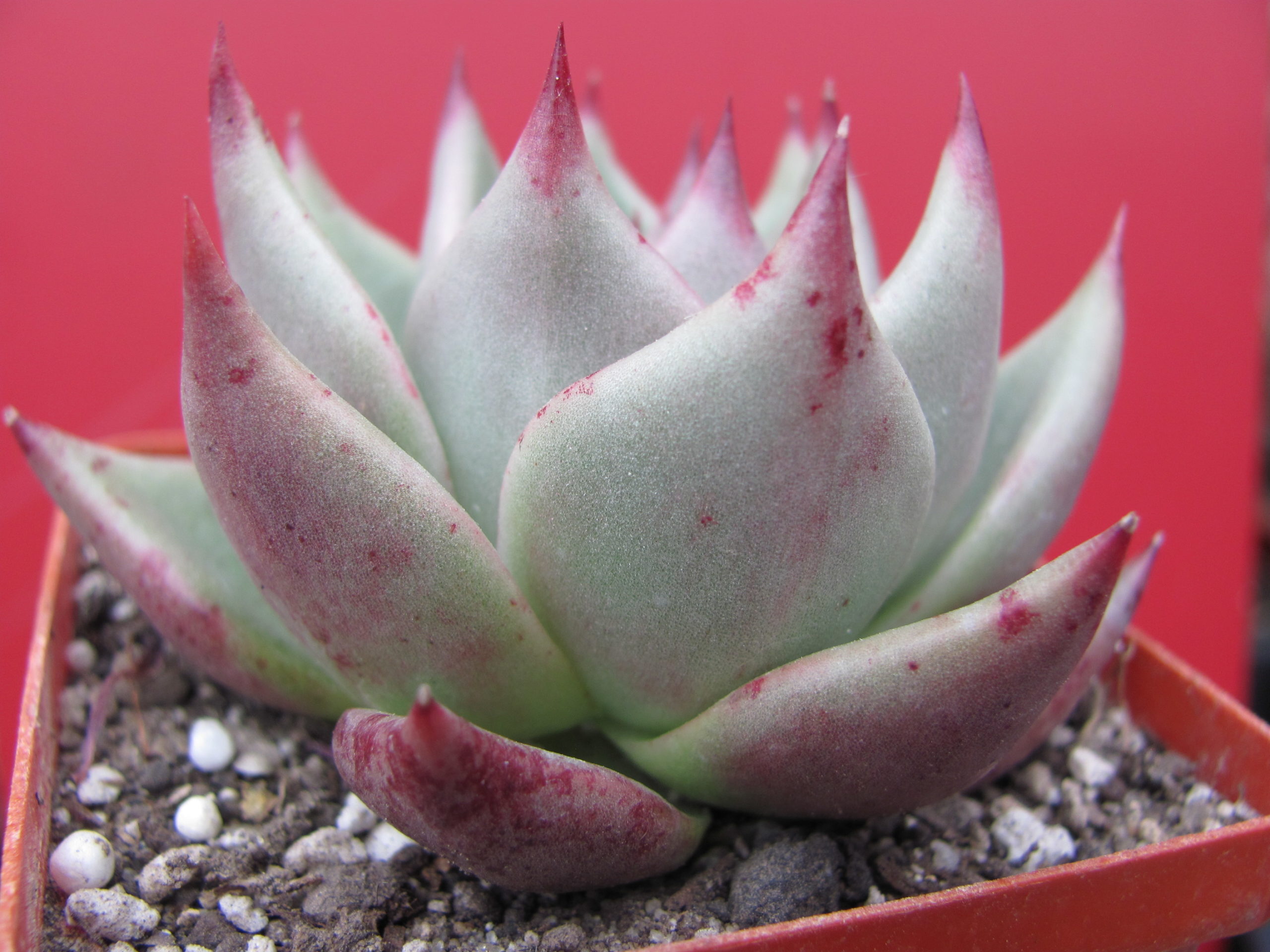 Echeveria  Romeo x Rubin