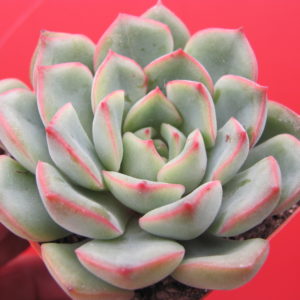 Echeveria  hybr.     #10