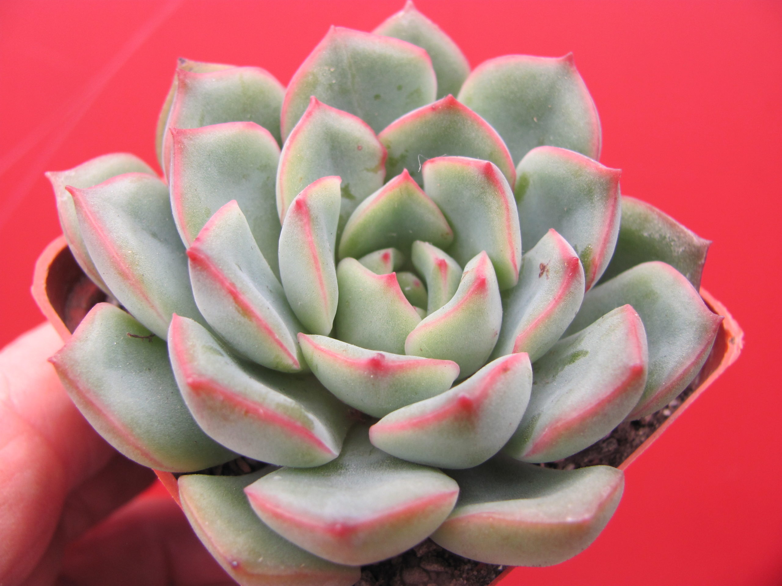 Echeveria  hybr.     #10