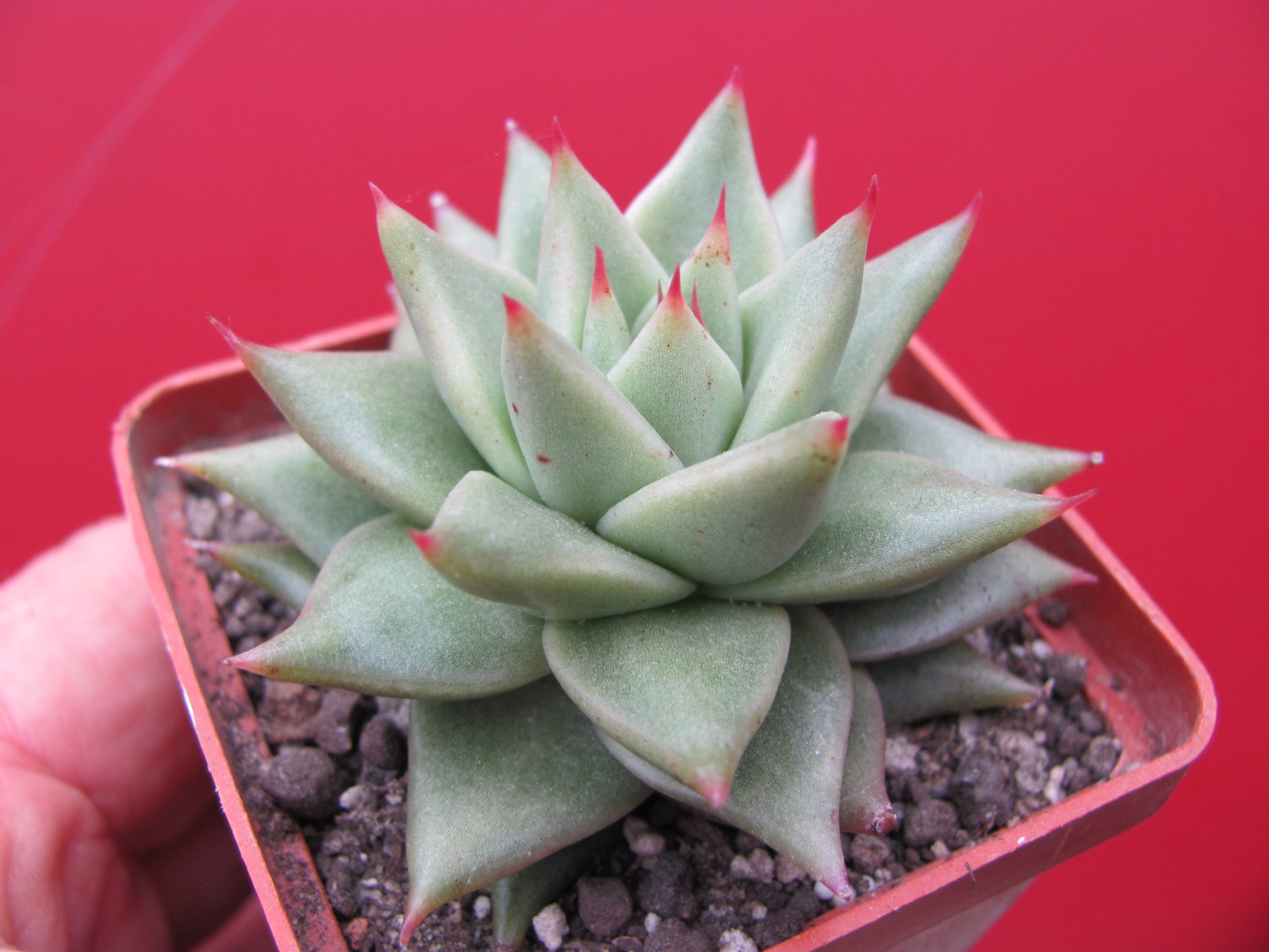 Echeveria   agavoides  Aguamarin