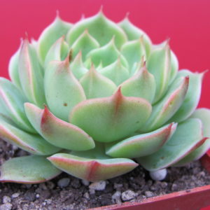 Echeveria Ramillete