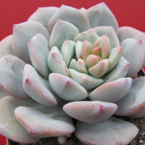 Echeveria  *Jelly Jem*  hybr.