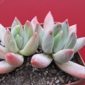 Echeveria hookeri