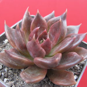Echeveria  Alfred Graf