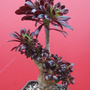 Aeonium cristata
