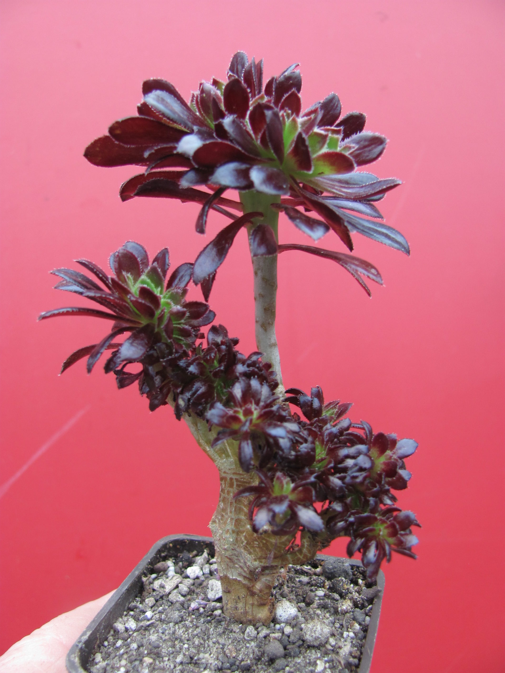 Aeonium cristata