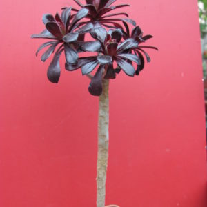 Aeonium  schwarzkopf