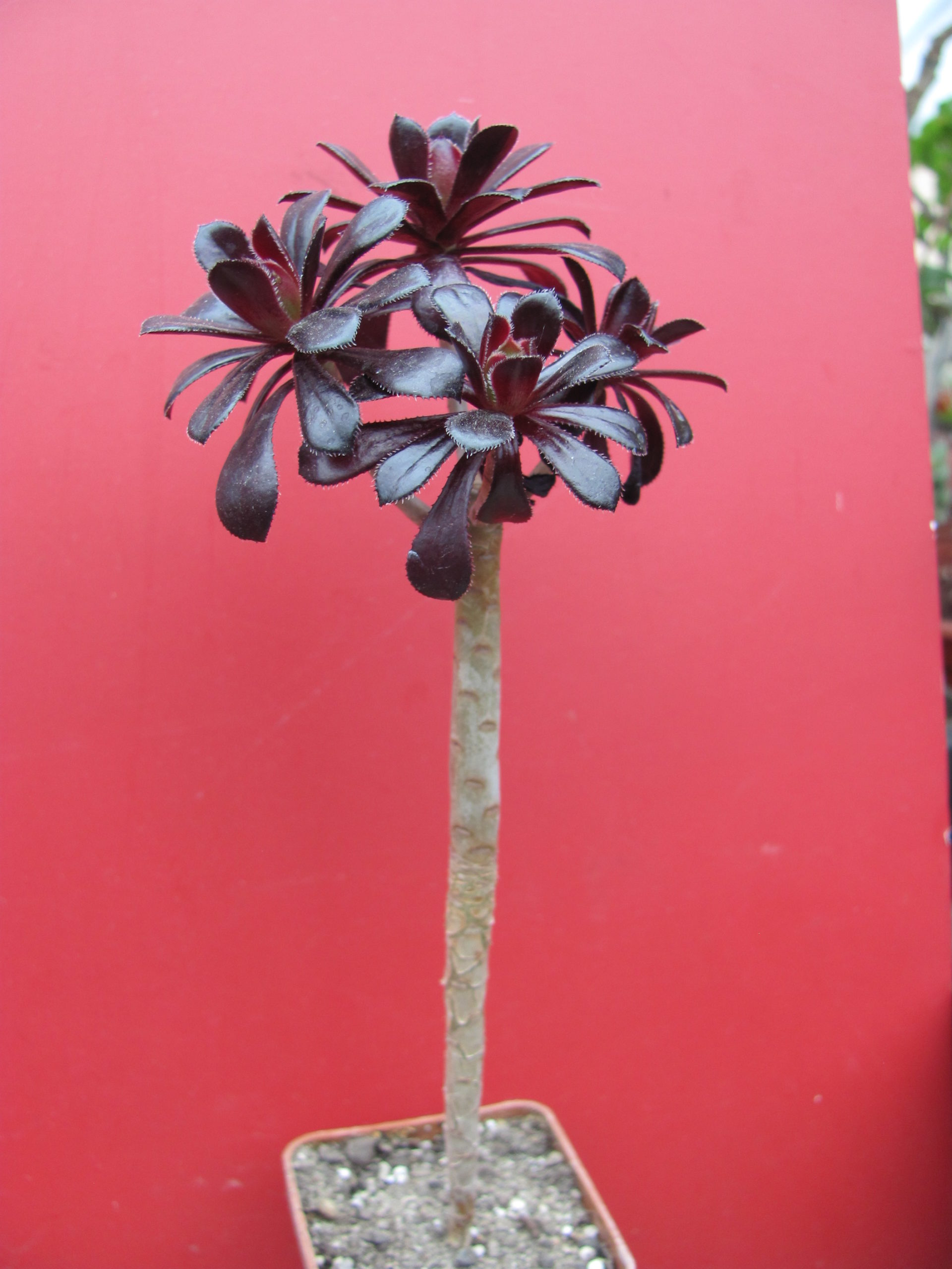 Aeonium schwarzkopf