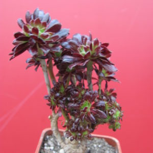 Aeonium  cristata